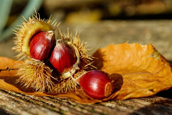 Alcune castagne che escono da un riccio.