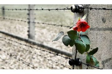 Del filo spinato che delimita un campo di concentramento con una rosa rossa fiorita.