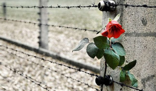 Del filo spinato che delimita un campo di concentramento con una rosa rossa fiorita.