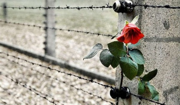 Del filo spinato che delimita un campo di concentramento con una rosa rossa fiorita.