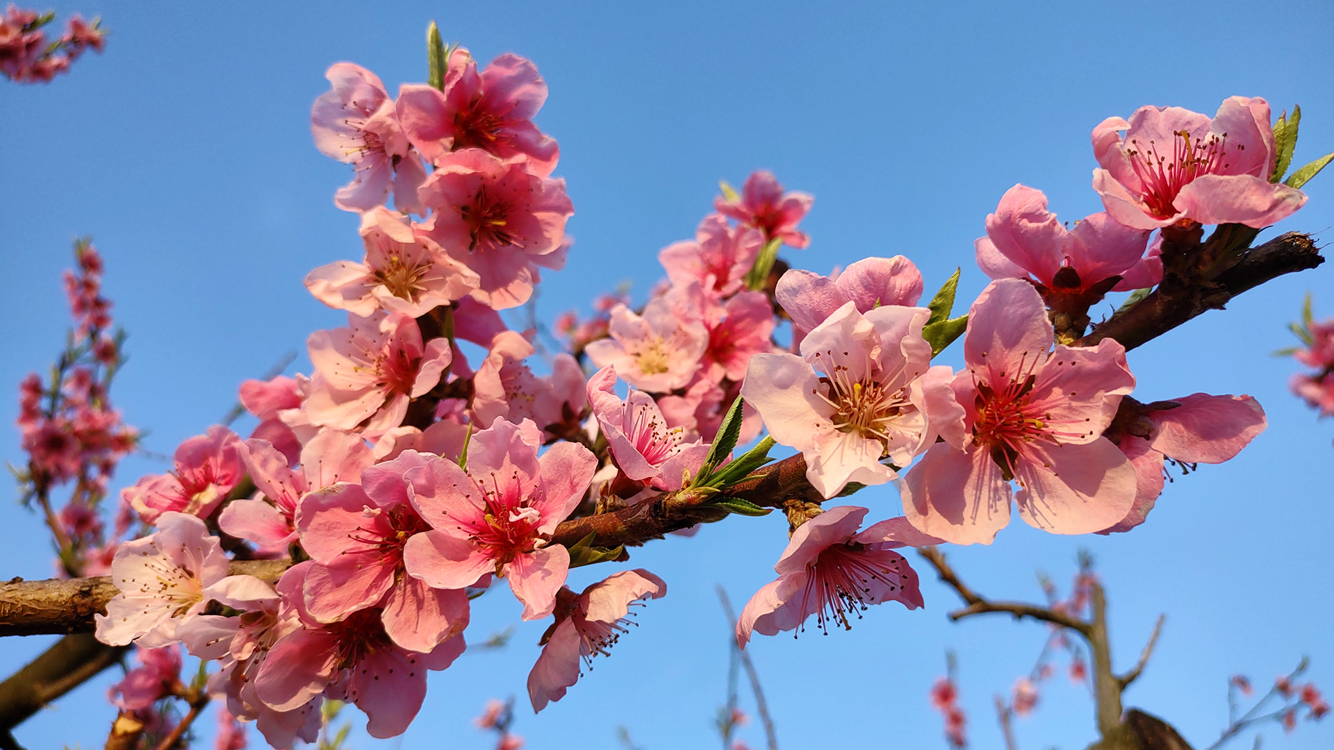 Un ramo di pesco nel cielo azzurro.