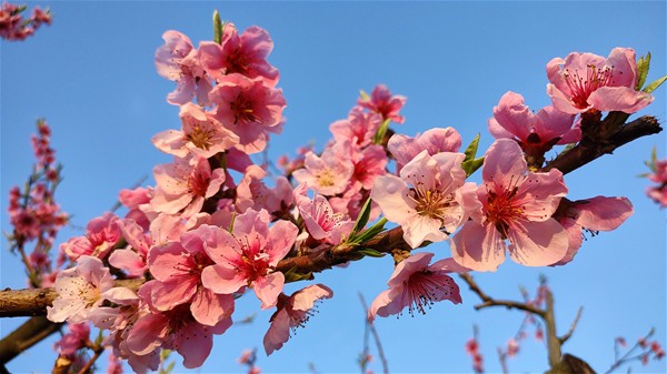 Un ramo di pesco nel cielo azzurro.