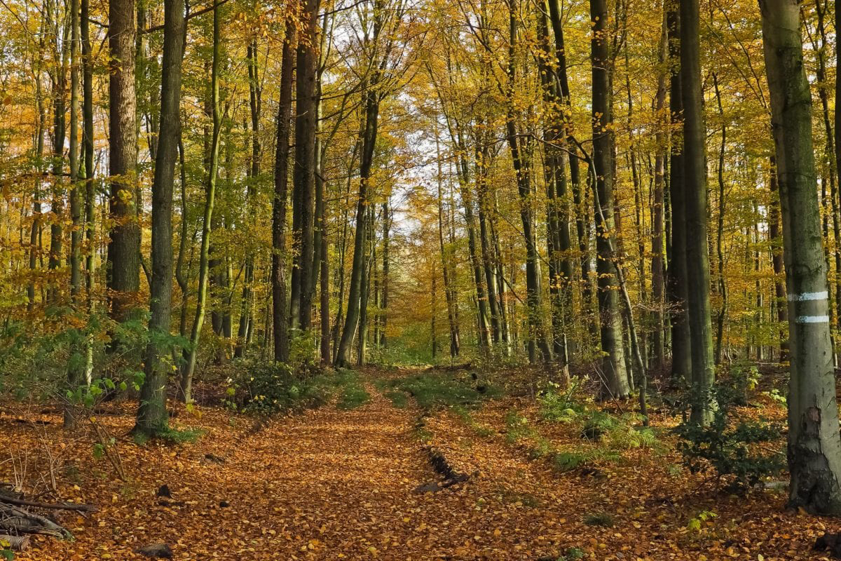 Un bosco autunnale.